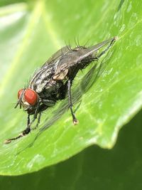 Close-up of fly on leaf