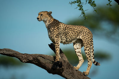 Cheetah stands on branch against blue sky