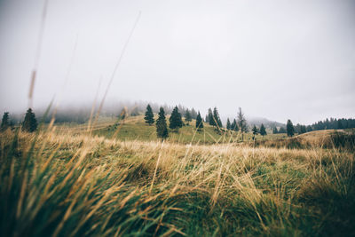 Grass growing on field against sky