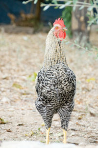 Close-up of hen on field