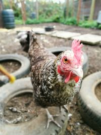 Close-up portrait of hen perching on tire