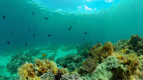 undersea