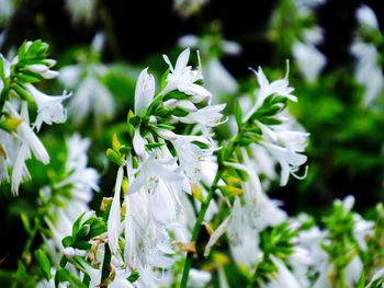 Close-up of white flowers