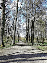 Bare trees against sky