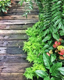 High angle view of plants on wood