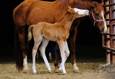 Horses standing in ranch