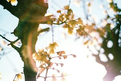 Low angle view of tree against sky