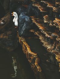 Side view of birds on rocky surface