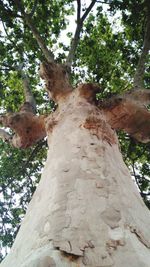 Low angle view of tree in forest