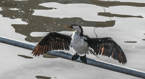 Close-up of bird in lake