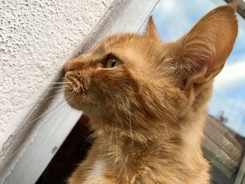 Close-up of a cat looking away