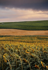 Scenic view of field against sky during sunset