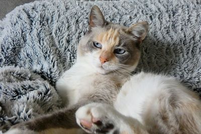 Close-up portrait of a cat