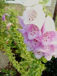 Close-up of pink flowers blooming outdoors