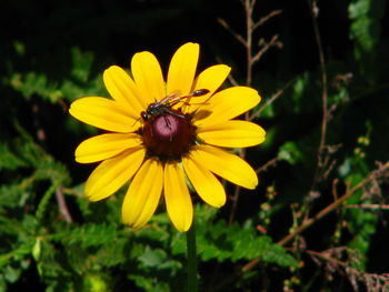 Close-up of bee on yellow flower