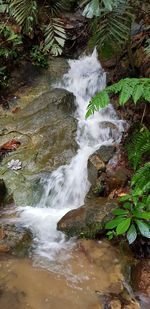 Scenic view of waterfall in forest