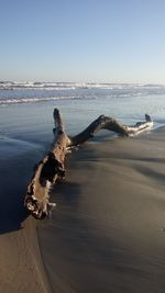 Driftwood on beach against clear sky