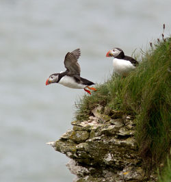 Seagulls flying over rocks