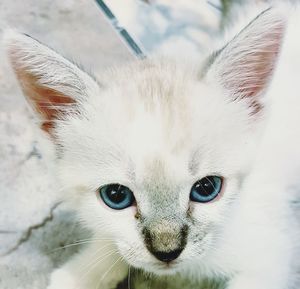 Close-up portrait of cat