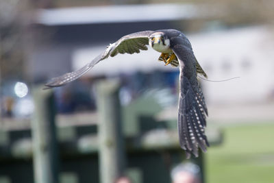 Close-up of eagle against blurred background