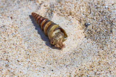 Close-up of hermit crab on sand