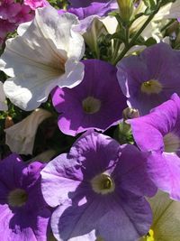 Close-up of purple flowering plants