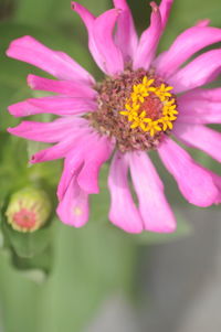 Close-up of pink flower