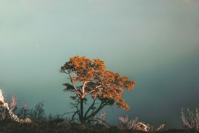 Tree against sky during autumn
