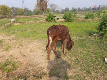 Horse grazing in field