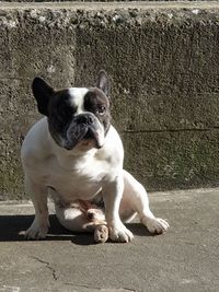 Portrait of dog sitting on footpath