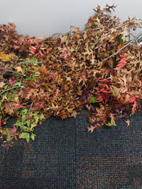 Close-up of autumn leaves fallen on plant