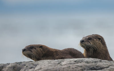 Low angle view of otter on rock against sky