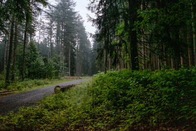 Road amidst trees in forest