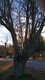 Bare trees against sky