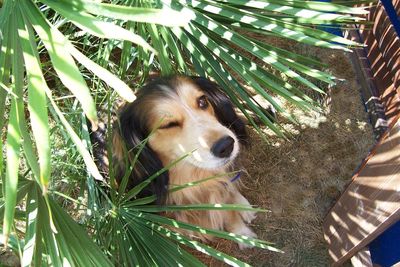 Portrait of a dog