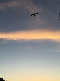 Low angle view of silhouette bird flying in sky