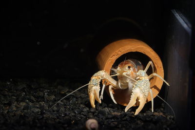 Close-up of hermit crab in aquarium