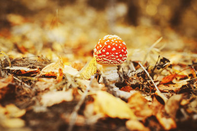 Close-up of mushroom growing on field