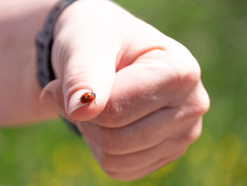 Close-up of hand holding insect