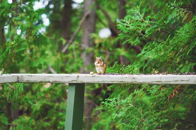 Bird perching on green plants