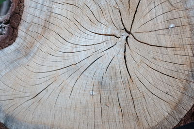 Full frame shot of tree stump