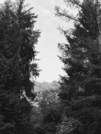 Trees in forest against sky