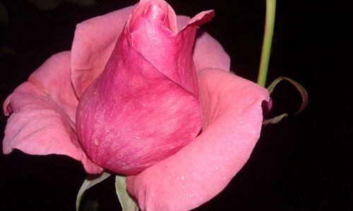 Close-up of pink rose blooming at night