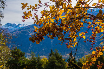 Low angle view of flowering tree against sky during autumn