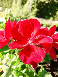 Close-up of red rose flower in park