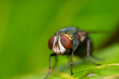 Close-up of fly