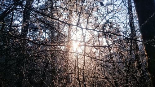 Low angle view of bare trees in forest