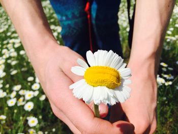 Close-up of cropped hand holding daisy