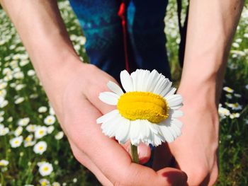 Midsection of person holding white daisy flower on sunny day