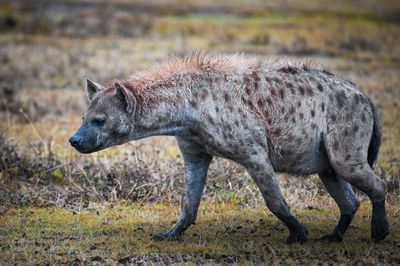 Side view of elephant on field